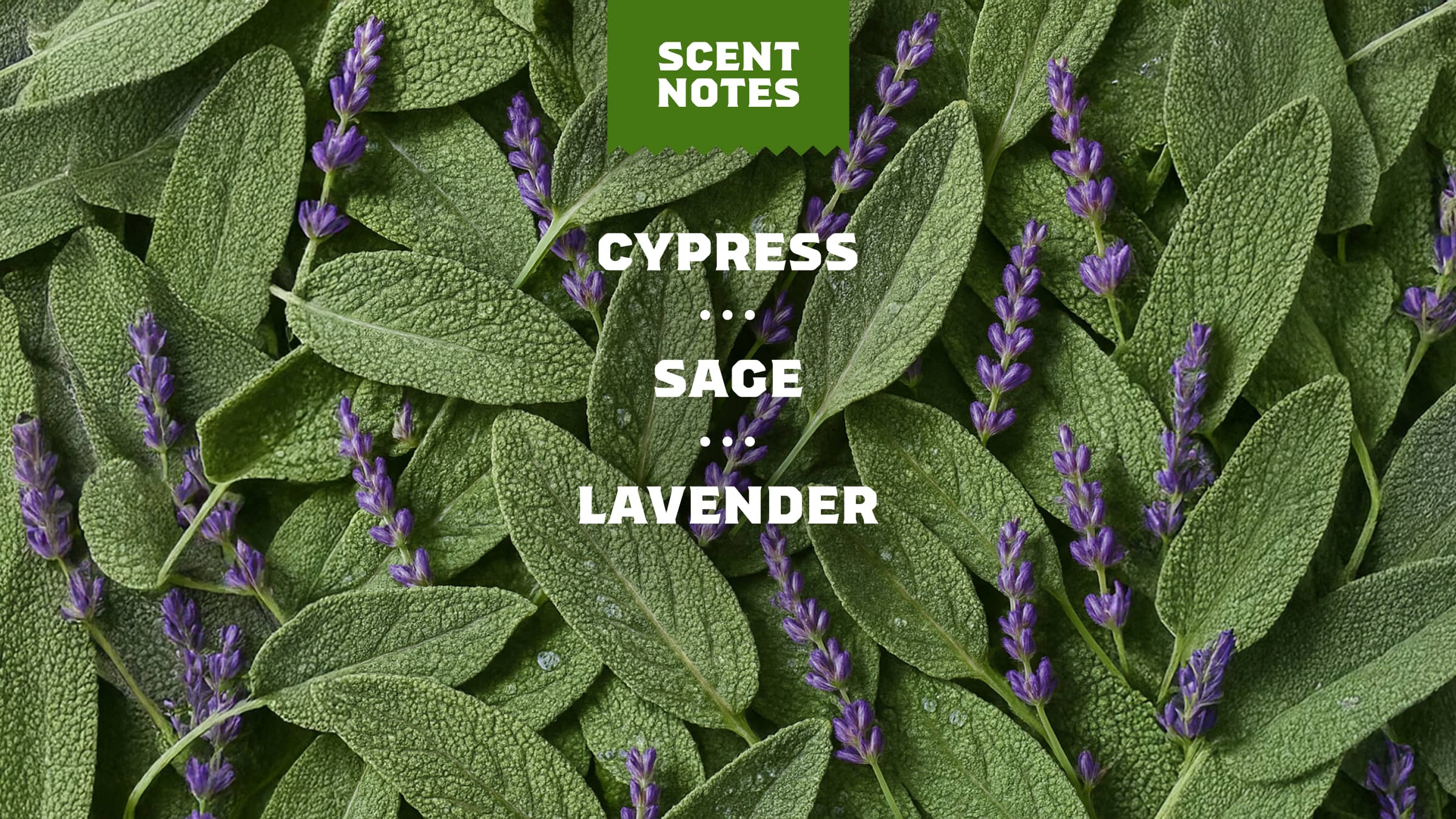 Scent notes graphic (Warm Mountain Breeze) used on Dr. Squatch product pages